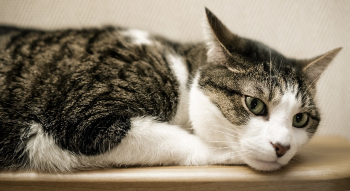 Cat Cafés and Why Cats Purr