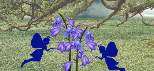 Looking for Fairies Among the Bluebells