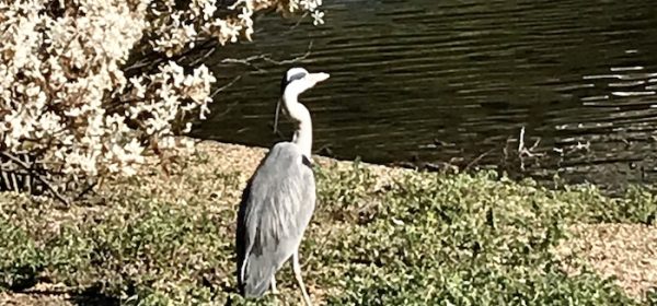 The Birds of St James Park
