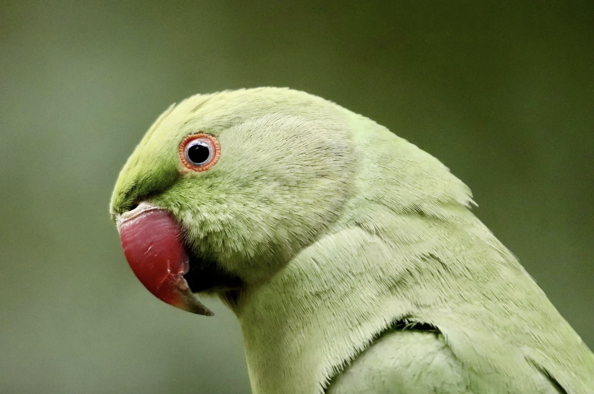 London’s Parakeets in the Parks: Where did they come from?