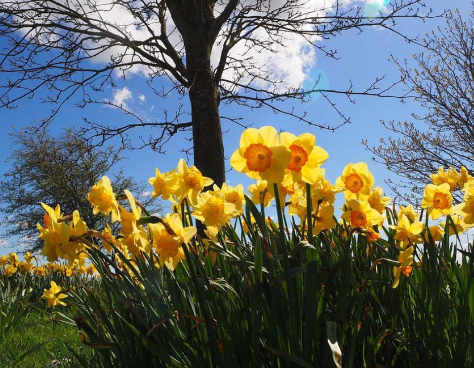 Daffodils: A myth and a poem