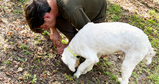Truffles, Truffles Everywhere
